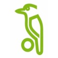 Kookaburra